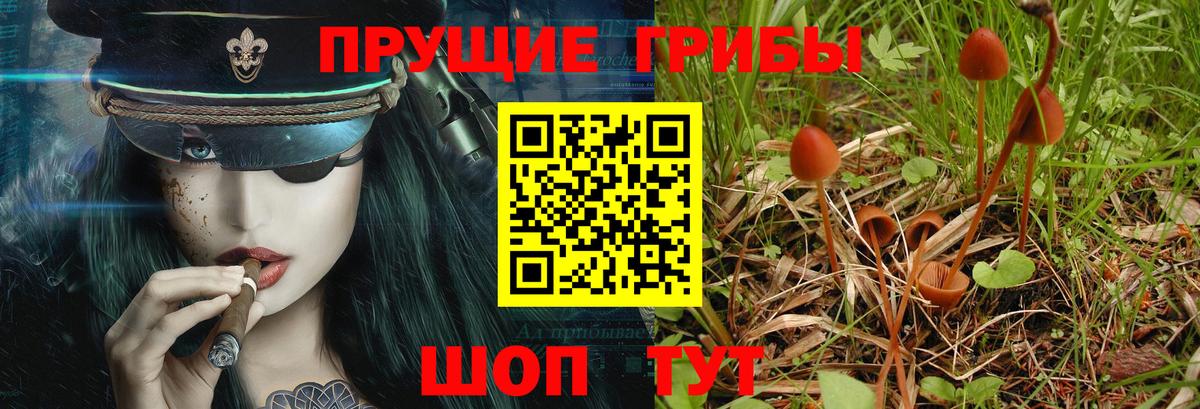 Псилоцибиновые грибы мицелий Ессентуки